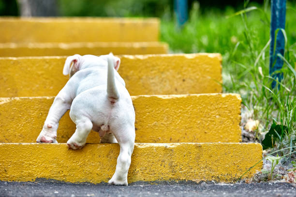 A cute puppy is playing on the steps. Concept of the first steps of life, animals, a new generation. Puppy American Bully stock photo