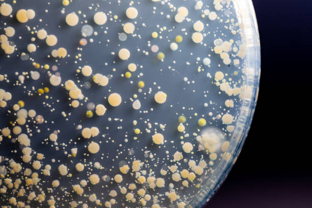 antecedentes de características y colonias de diferentes formas de bacterias y moho que crecen en placas de agar a partir de muestras de suelo para la educación en el laboratorio de microbiología. - biological culture fotografías e imágenes de stock