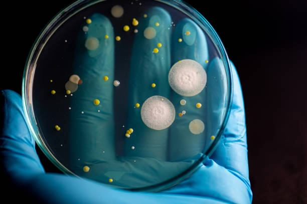 tła cech i różnokształtnych kolonii bakterii i pleśni rosnących na płytkach agarowych z próbek gleby do edukacji w laboratorium mikrobiologicznym. - petri dish zdjęcia i obrazy z banku zdjęć