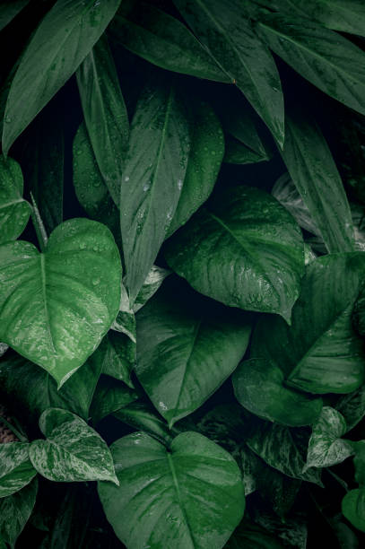istock abstract green leaf texture, tropical leaf foliage nature dark green background 1356552809