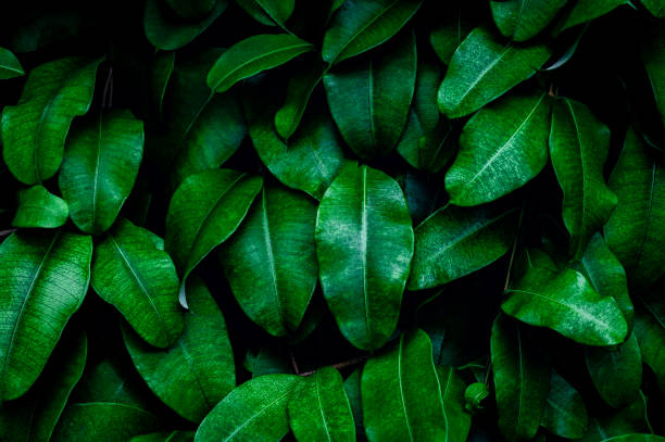 istock tropical leaves, abstract green leaves texture, nature background 1356552815