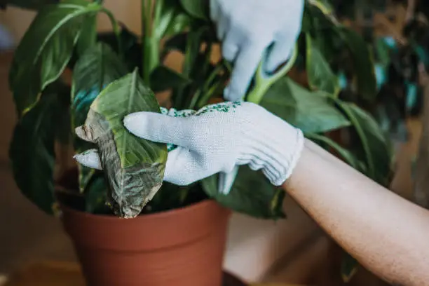 Photo of Houseplants diseases. Indoor plants Diseases Disorders Identification and Treatment, Houseplants sun burn. Female hands cutting Damaged Leaves from potted Spathiphyllum Sensation houseplant.