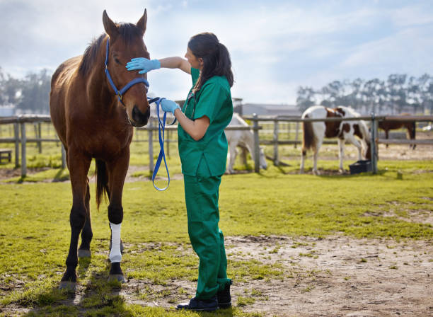 農場で馬に包帯を巻く若い獣医師のショット - vet veterinary medicine young women female ストックフォトと画像