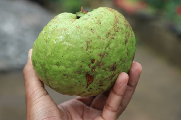 istock Fresh guava fruit which is largely held on a hand, Organic guava after harvesting 1356556895