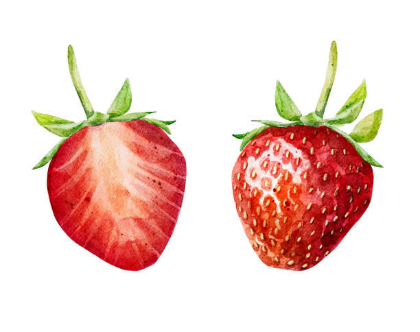 70+ Two Strawberry Fruits Drawing Illustrations, Royalty-Free Vector  Graphics & Clip Art - Istock