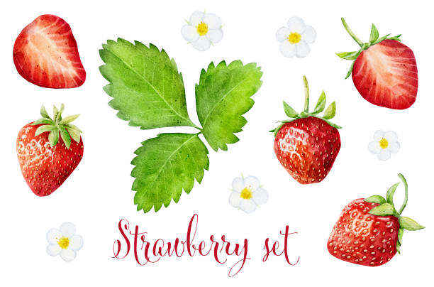 ilustrações, clipart, desenhos animados e ícones de conjunto de morangos de aquarela isolados no fundo branco. - backgrounds berry close up dessert