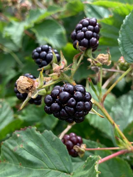 blackberry, winter and stuff - blackberry bush plant berry fruit imagens e fotografias de stock