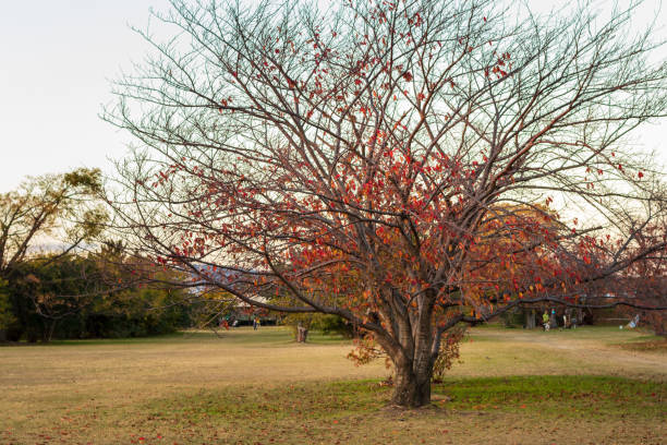 Sakura tree in the park colored red in the autumn