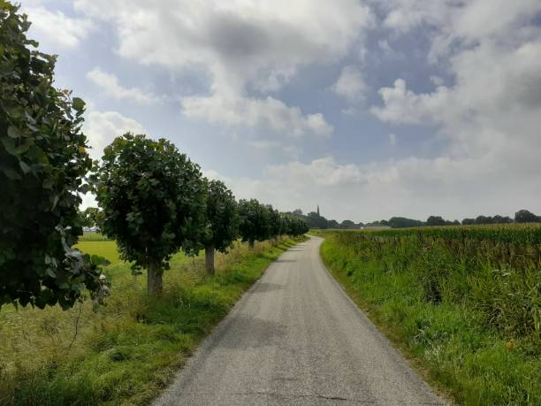 istock a landscape with a road with pollarded trees and green fields and a blue cloudy sky 1356564702