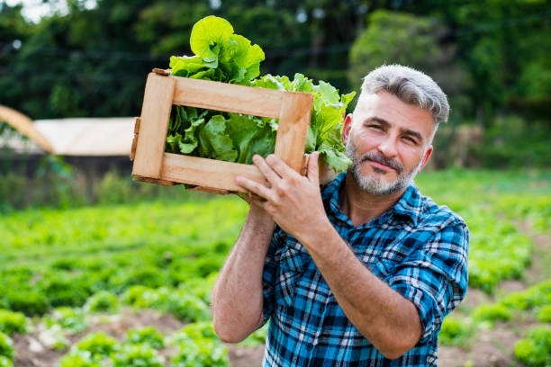 istock Man in the vegetable field 1356566478