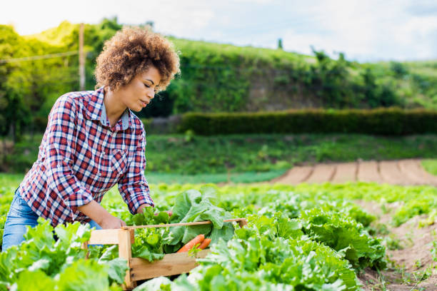 istock Woman in the vegetable field 1356566498