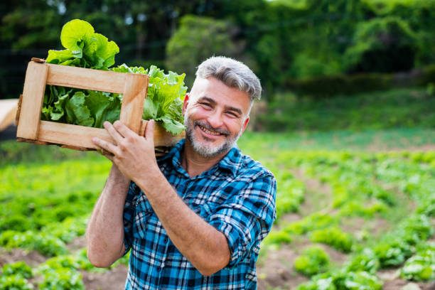 istock Man in the vegetable field 1356566500