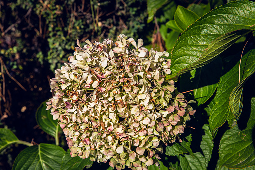view of white hydrangea flower in a garden