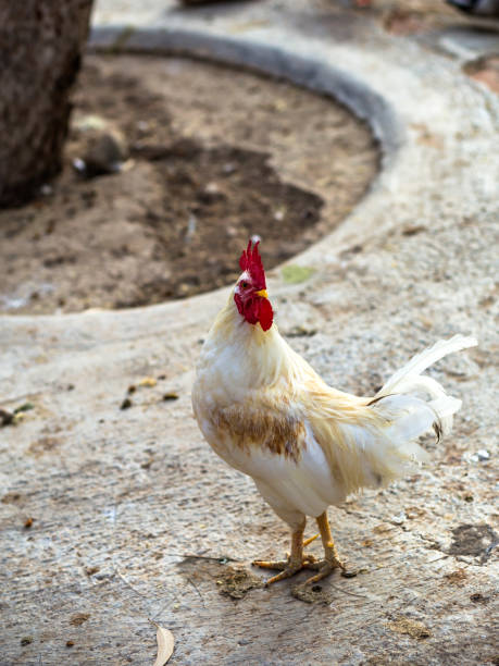 istock white rooster portrait on the farm. rustic nature 1356567062