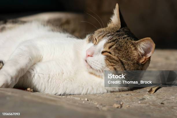 Dubrovnik Cat Jonny At Gundulić Square Stock Photo - Download Image Now - Domestic Cat, Stray Animal, Animal