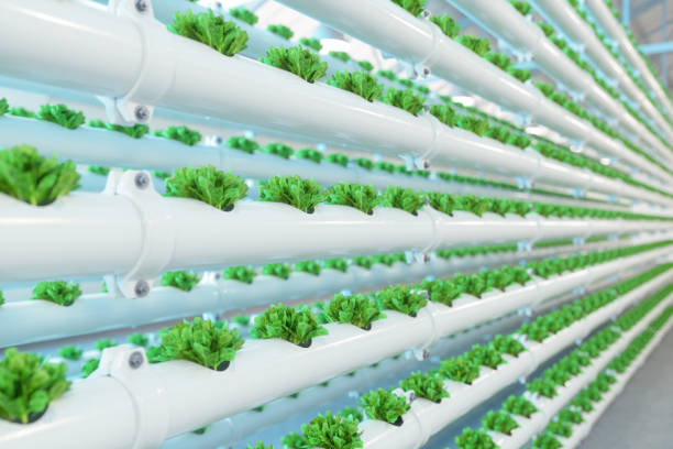 vertical hydroponic plant system with cultivated lettuces - plant food research biotechnology imagens e fotografias de stock