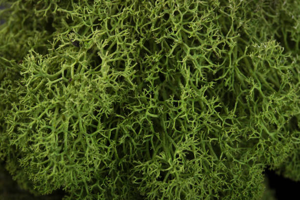 texture de fond de mousse verte belle dans la nature - lichen photos et images de collection