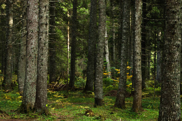 istock Virgin, dense pine forest, beautiful nature of Montenegro. 1356569265