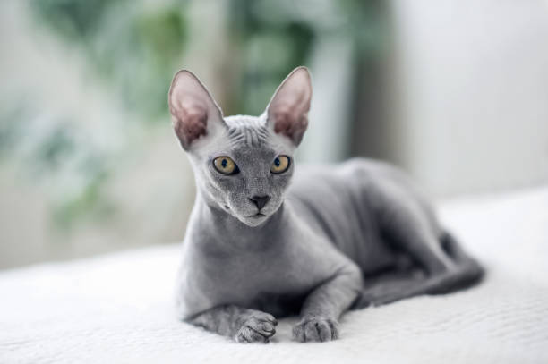Selective focus. Small gray domestic cat Sphynx close-up and copy space.... Selective focus. Small gray domestic cat Sphynx close-up and copy space. sphynx hairless cat stock pictures, royalty-free photos & images