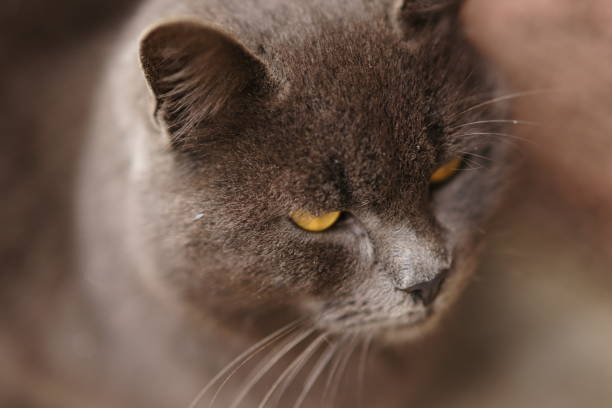 istock Close up face of an grey British cat 1356570514