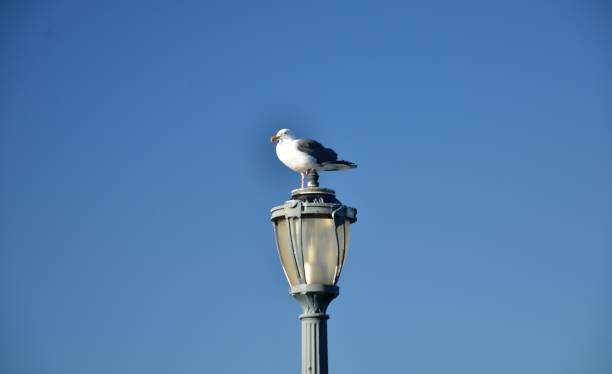 istock Seagull in the lookout 1356570700