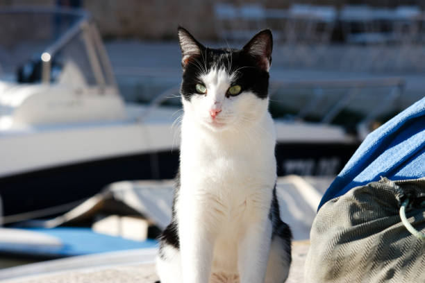 istock Dubrovnik: Cat in front of boats 1356571112