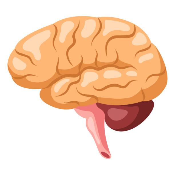ilustrações de stock, clip art, desenhos animados e ícones de illustration of brain internal organ. human body anatomy. health care and medical icon. - brain human head people human internal organ