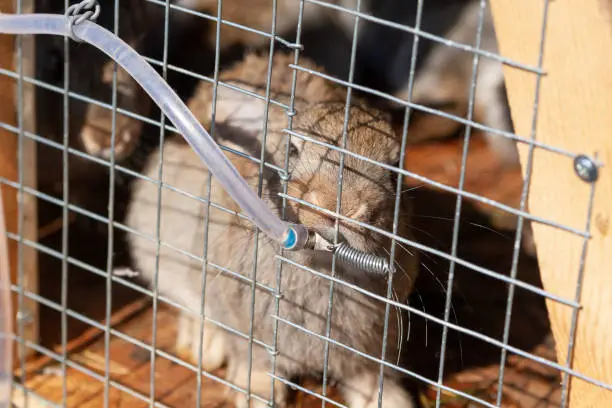 Photo of Young baby rabbits.