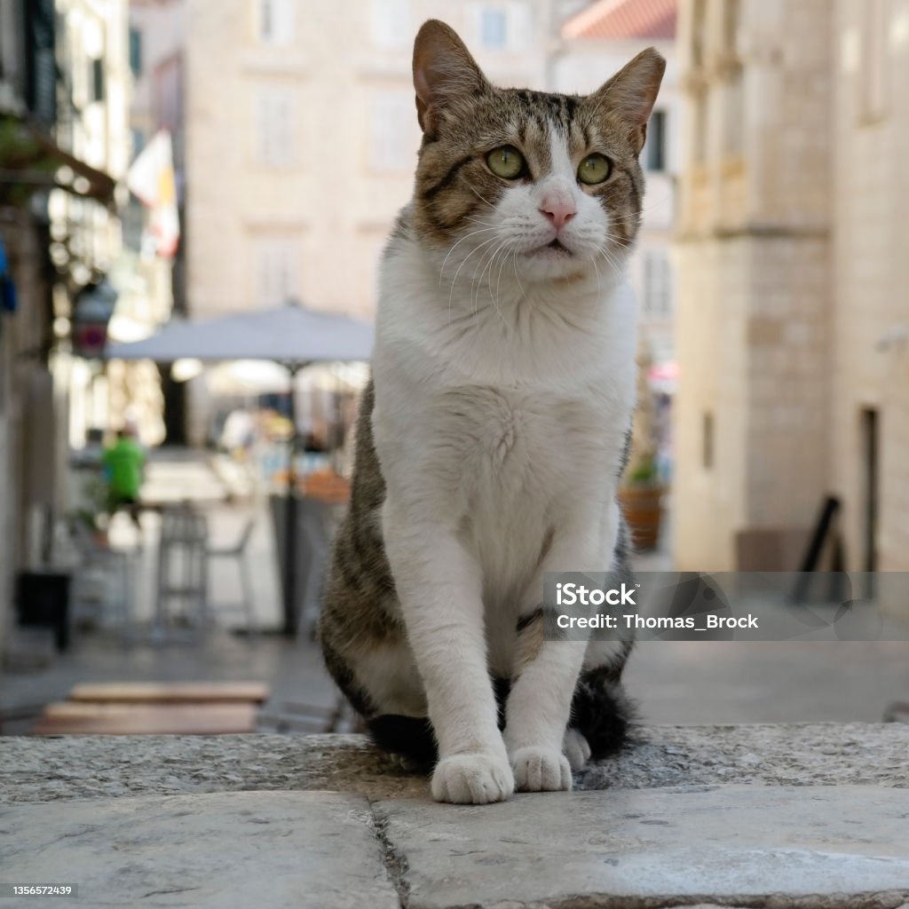 Dubrovnik: Cat "Jonny" at Gundulić Square Dubrovnik, Dubrovnik-Neretva, Dalmatia, Croatia - August 2021: Cats of Dubrovnik on crowded and famous placess. "Jonny" seeing something in front of Jesuit steps ("Walk of Shame"). Animal Stock Photo