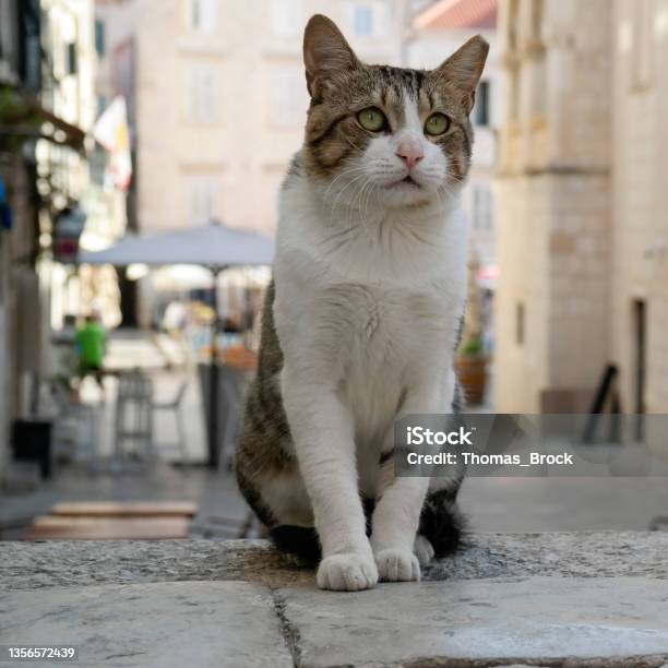 Dubrovnik Cat Jonny At Gundulić Square Stock Photo - Download Image Now - Animal, Cityscape, Color Image