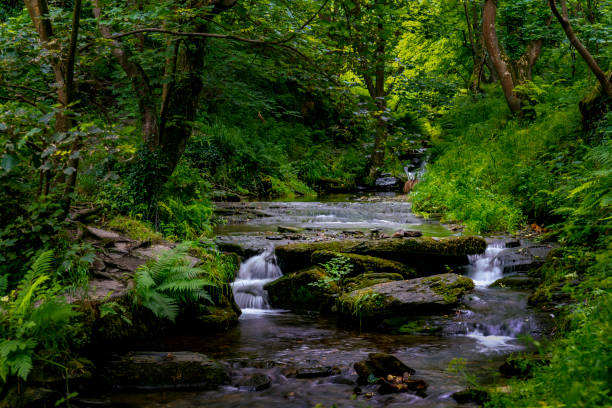 lunga esposizione di un torrente della cornovaglia attraverso rapide in un bosco - beautiful surface level leaf lush foliage foto e immagini stock