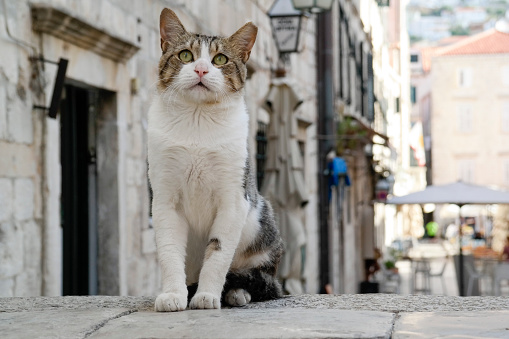 Maine Coon portrait in Aosta, Italy