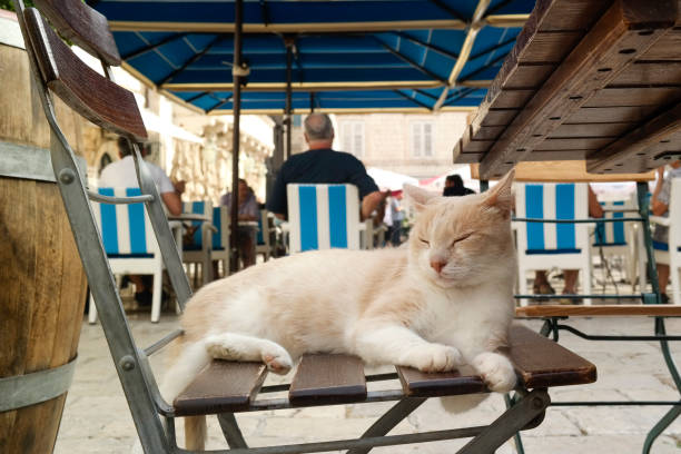 Dubrovnik, Dubrovnik-Neretva, Dalmatia, Croatia - August 2021: Cats of Dubrovnik also can often be found in outdoor dining spaces. Cat on a chair at Gundulić Square.