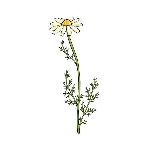 векторный рисунок ромашки - chamomile plant chamomile bouquet wildflower stock illustrations