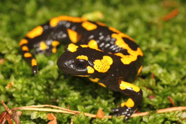 istock The fire salamander (Salamandra salamandra) in its natural habitat 1356575430