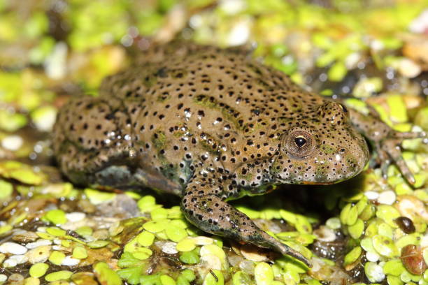 istock The fire-bellied toad (Bombina bombina) in its natural habitat 1356575586