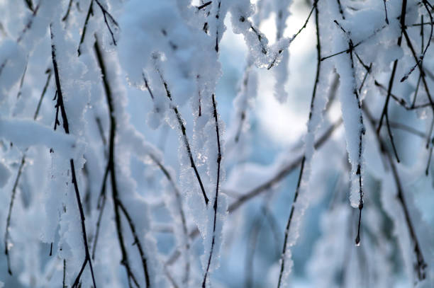 Winter background of tree branches covered with ice and snow in nature.