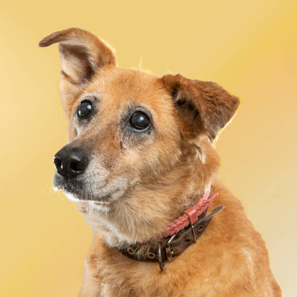 istock portrait of a dog in the studio 1356578063