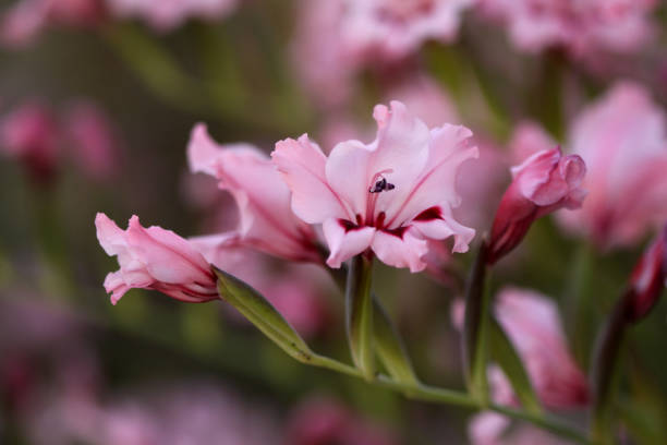 primer plano de delicadas flores rosadas de galdiolus carneus - gladiolus fotografías e imágenes de stock