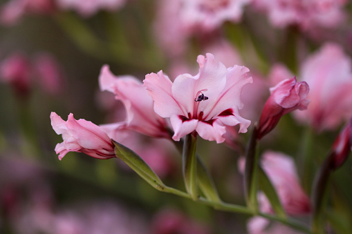 Close up of delicate pink blossoms of Galdiolus carneus in Israel