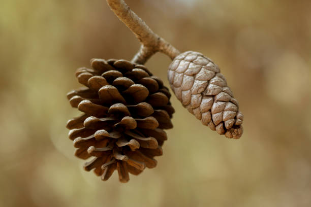 istock Close up of pinecones on a branch with a blurred background 1356578409