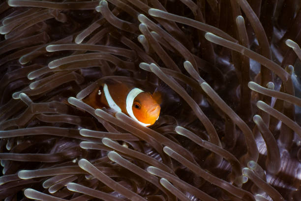 istock Clown fish in Indonesia 1356578453