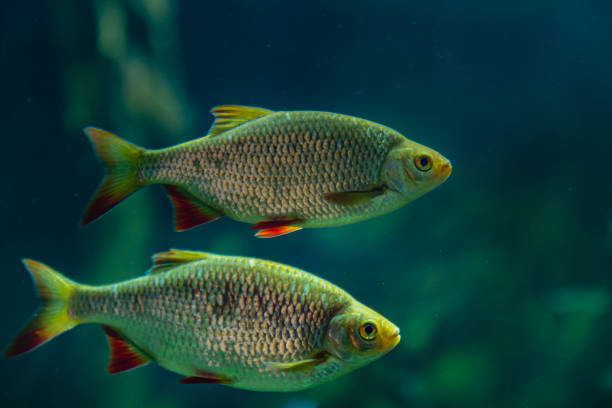 Underwater world or life: detail of a Common Rudd fish or Scardinius erythrophthalmus at sea, swimming under water in deep ocean, Aral Sea, Black Sea or Baltic Sea Underwater detail of a Common Rudd at sea. Scardinius erythrophthalmus fish swimming under water in deep ocean provides a glimpse of the aquatic life or underwater world for scuba diving enthusiasts rudd fish stock pictures, royalty-free photos & images