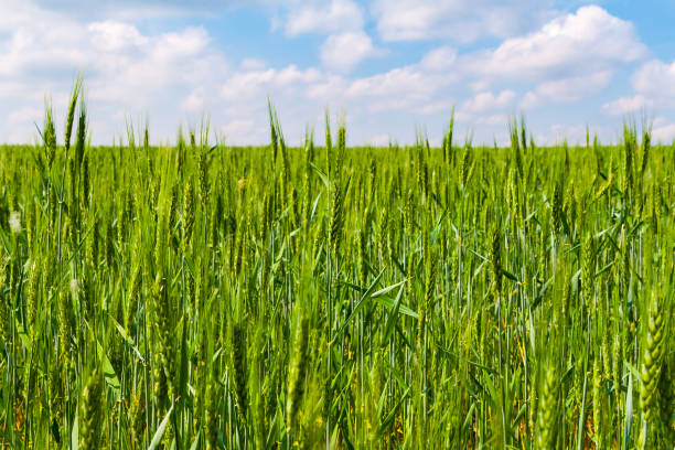 istock Rye green field under the blue sky. 1356581133