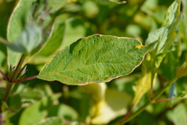 istock Red-barked dogwood Spaethii 1356581596