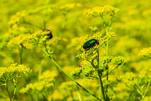 Flower beetle - Cetoniinae.
