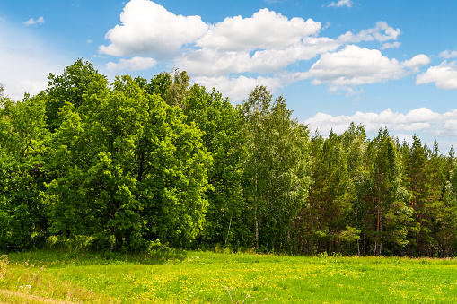 Landscape with birches and melting snow in springtime in the Vidzeme region, Latvia