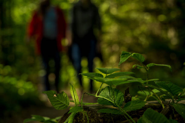 forest walking life style weekend time, soft focus foreground leaves and unfocused background people silhouette in motion
