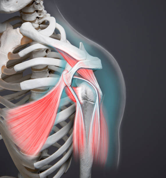anatomia della spalla condizione medica, scheletro umano, osso, tendine e muscolo - shoulder bone foto e immagini stock