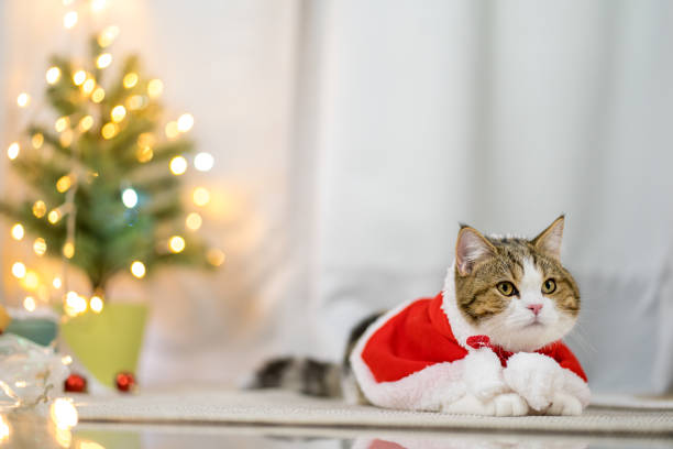 istock brown scottish straight tabby cat cloth red santa blanket with christmas tree background 1356585049